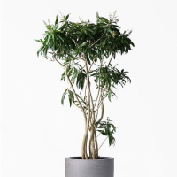 category thumbnail Outdoor Plants