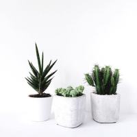 category thumbnail Houseplants