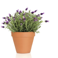 category thumbnail Herbs