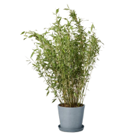 category thumbnail Hedging Plants