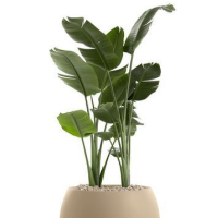 category thumbnail Indoor Plants