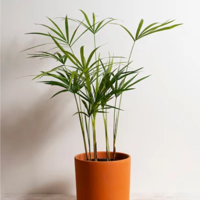 Tropical Tillandsia Duo – Medium Size, 6-8 inches, No Soil Requiredthumbnail 