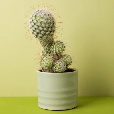 Golden Barrel Cactus – 5-inch Pot, Bright Yellow Spines, Low Water Needsthumbnail 