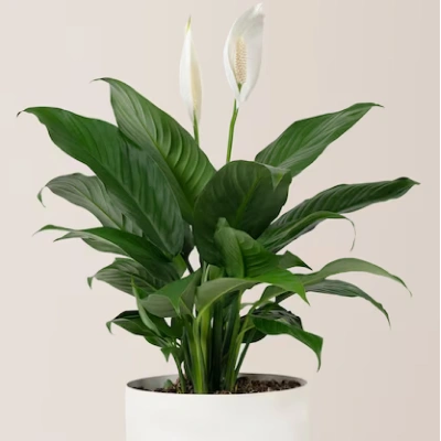 Peace lily plant in a white pot