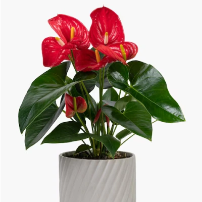 Red anthurium plant in a gray pot