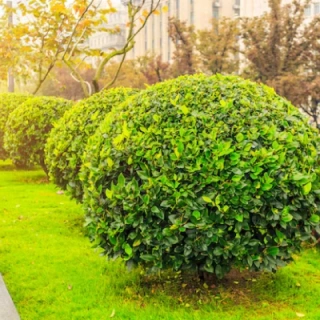 Emerald Green Arborvitae – 5 Gallon, 4-5 feet Tall, Fast Growing Evergreen