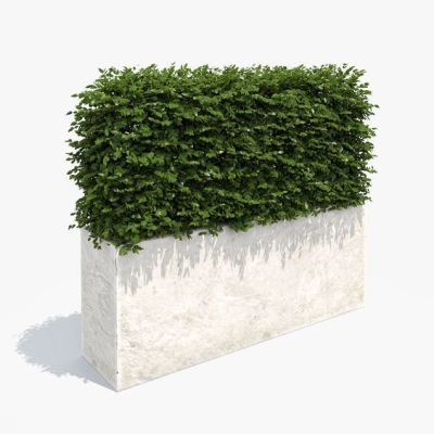 Boxwood Hedge Set – 2 Gallon, 12-15 inches Tall, Dense Growth