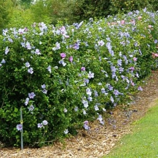 Japanese Holly Hedge – 3 Gallon, 18-24 inches Tall, Glossy Leaves