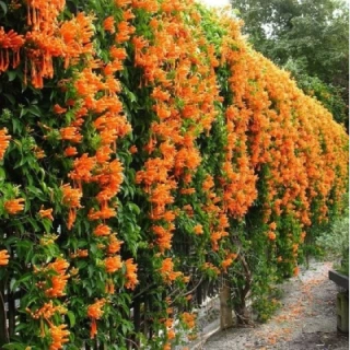 English Yew Hedging – 4 Gallon, 2-3 feet Tall, Formal Garden Use