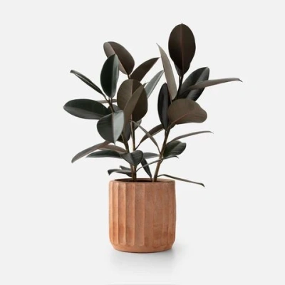 Jikoku Wood Base - pale whitewash