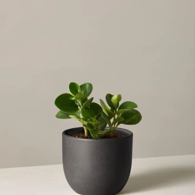 Peperomia Obtusifolia Houseplant