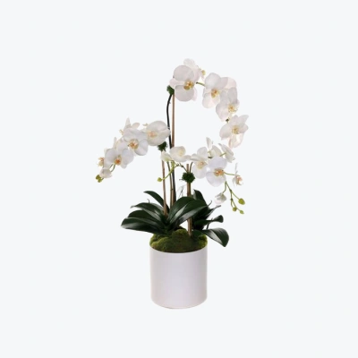 Phalaenopsis Orchid in White