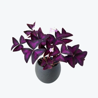 Oxalis Houseplant in Stone Pot