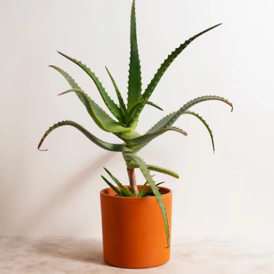 Silver Frost Air Plant – 7-inch, Unique Silvery Leaves, Perfect for Terrariumsthumbnail 