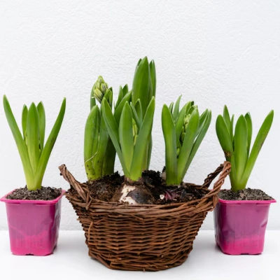 Daffodil Delight Bulb Set – 25 Bulbs, Yellow Trumpets, Spring Bloomthumbnail 