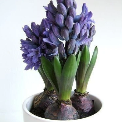 Lily of the Valley Bulbs – 15 Bulbs, Fragrant White Flowers, Shade Lovingthumbnail 