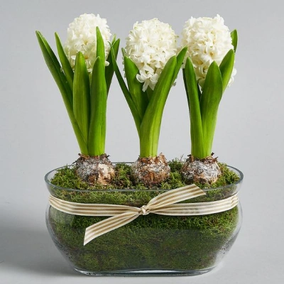 Crocus Snow White Bulbs – 30 Bulbs, Early Bloomers, Deer Resistantthumbnail 