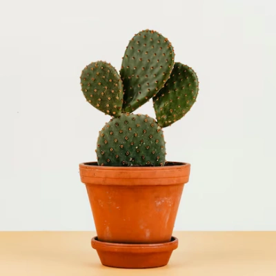 Desert Rose Succulent – 4-inch Pot, Rosy Red Tips, Drought Tolerantthumbnail 